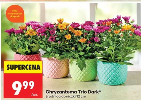 Chryzantema Trio Dark