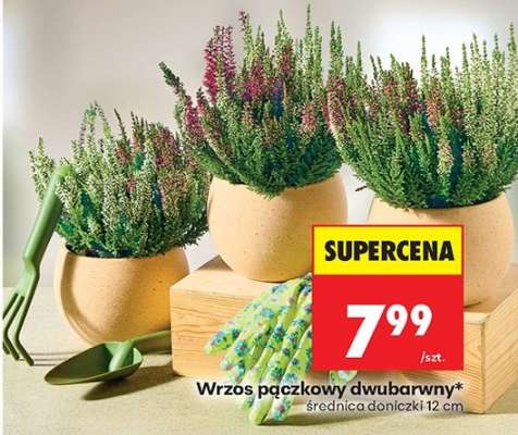 Wrzos pączkowy dwubarwny