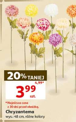 Chryzantema