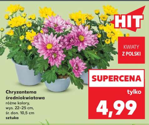 Chryzantema średniokwiatowa