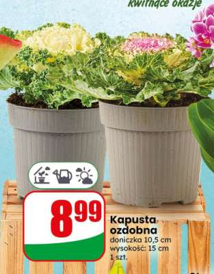Kapusta ozdobna