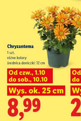 Chryzantema