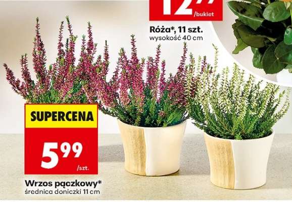 Wrzos pączkowy