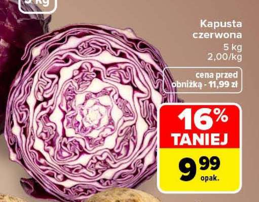 Kapusta czerwona