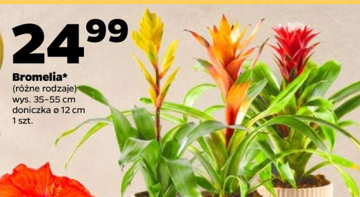 Bromelia