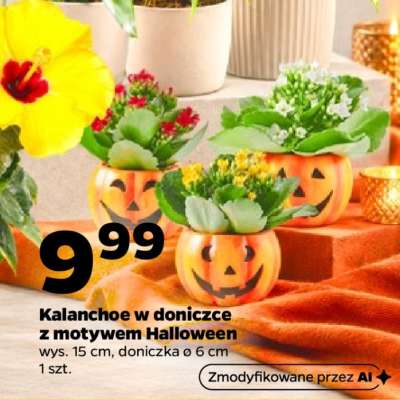Kalanchoe w doniczce z motywem Halloween*