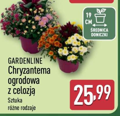 GARDENLINE Chryzantema ogrodowa z celozją