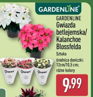 GARDENLINE Gwiazda betlejemska/ Kalanchoe Blossfelda