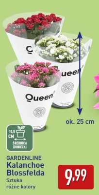 GARDENLINE Kalanchoe Blossfelda
