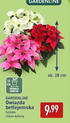 GARDENLINE Gwiazda betlejemska