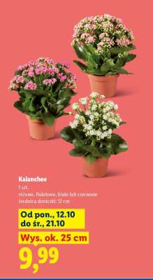 Kalanchoe*