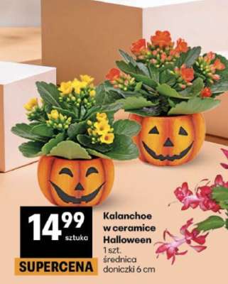 Kalanchoe w ceramice Halloween