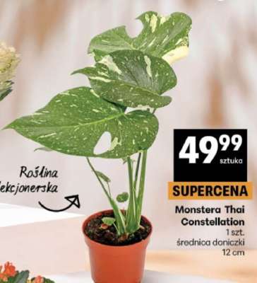 Monstera Thai Constellation