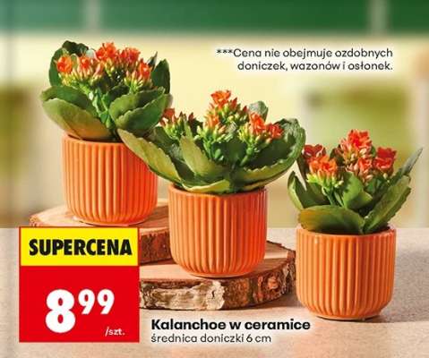 Kalanchoe w ceramice