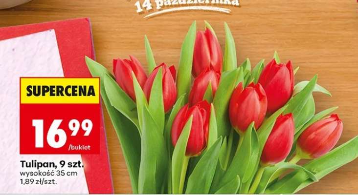 Tulipan, 9 szt.