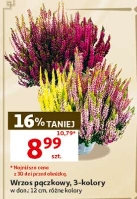 Wrzos pączkowy, 3 kolory