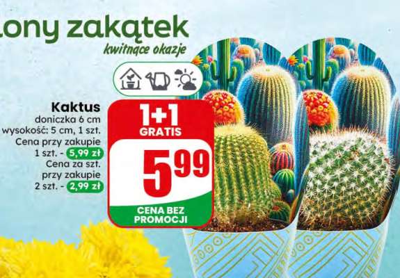 KAKTUS