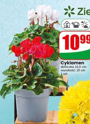 Cyklamen