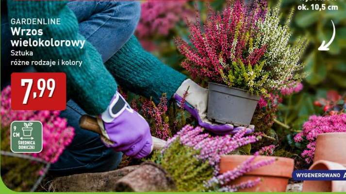 GARDENLINE Wrzos wielokolorowy