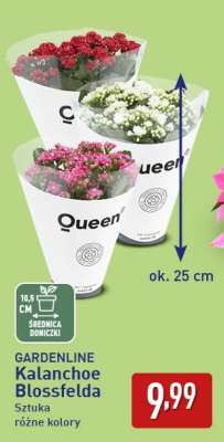GARDENLINE Kalanchoe Blossfelda