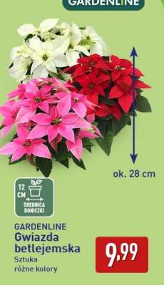 GARDENLINE Gwiazda betlejemska