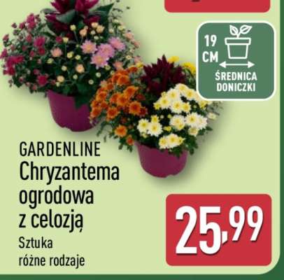 GARDENLINE Chryzantema ogrodowa z celozją