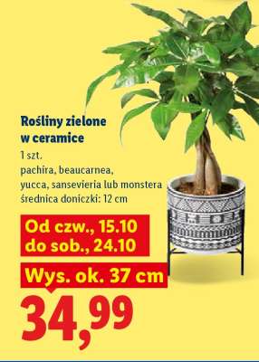 Rośliny zielone w ceramice