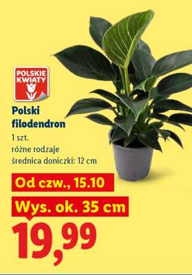 Polski filodendron