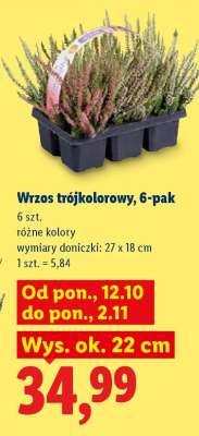 Wrzos trójkolorowy, 6-pak