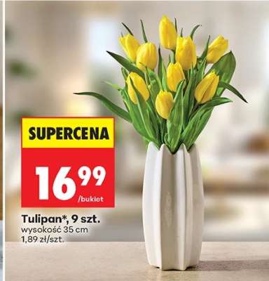 Tulipan, 9 szt.