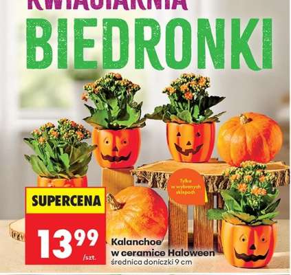 Kalanchoe w ceramice Haloween